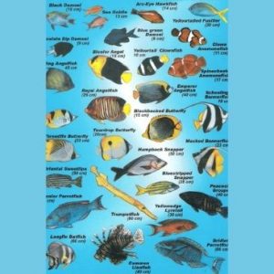 fish identification chart